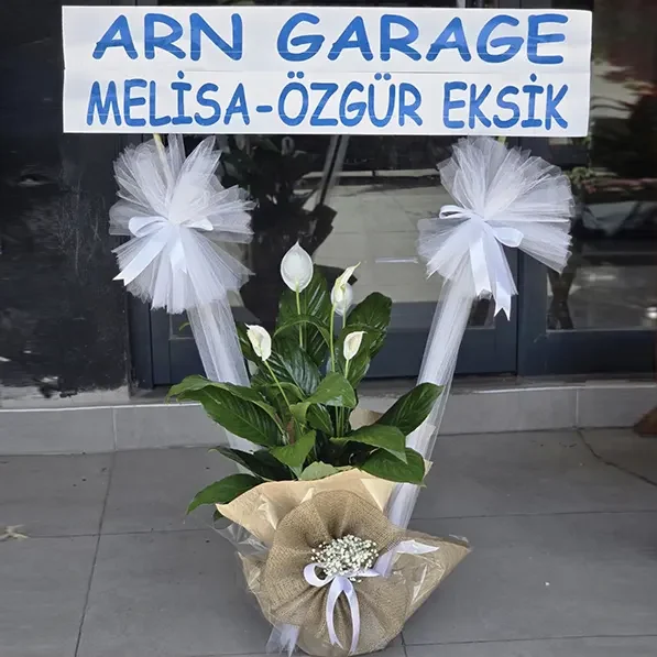 Acilis1